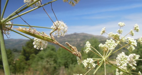 Photo of Mediterranean Conehead Mantis (Empusa pennata)