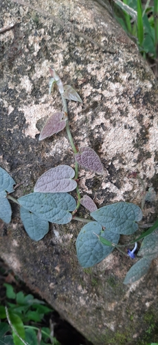 Ficus recurva observed 2020-11-19