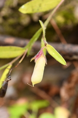 Crotalaria sagittalis