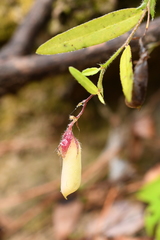 Crotalaria sagittalis