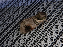 Shachia circumscripta