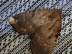 Amphipyra schrenckii