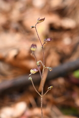 Trichostema