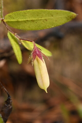 Crotalaria sagittalis
