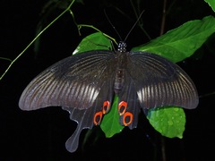 Papilio iswara
