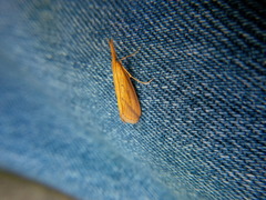 Donacaula longirostrallus