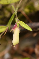 Crotalaria sagittalis