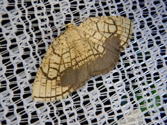 Cabera griseolimbata