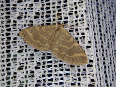 Idaea remissa