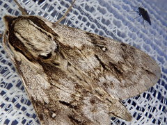 Kentrochrysalis consimilis