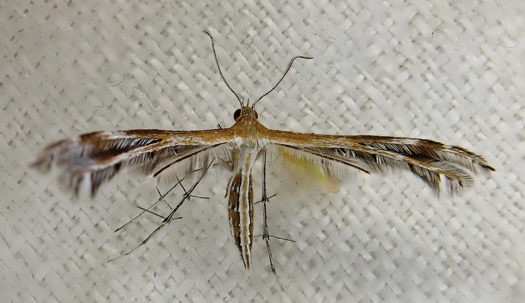 Stangeia xerodes