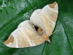 Eulithis ledereri