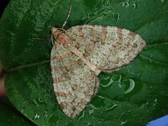 Hydriomena furcata