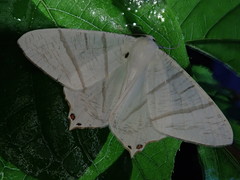 Ourapteryx japonica