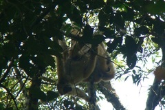 Brachyteles hypoxanthus