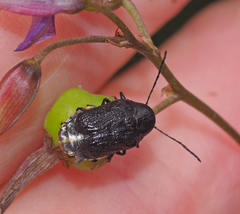 Aporocera scabrosa