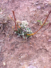 Eriogonum latifolium