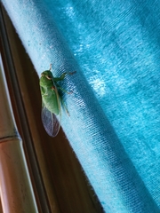 Cicadidae
