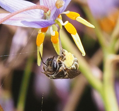 Lipotriches flavoviridis