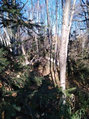 Picea jezoensis jezoensis