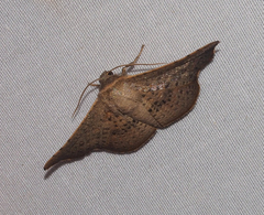 Aglaopus centiginosa