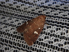 Acosmetia biguttula