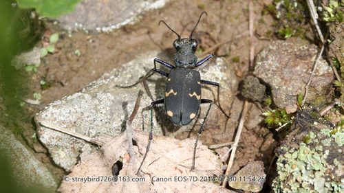 Cicindela sachalinensis