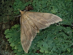 Circobotys nycterina