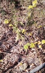 Artemisia vulgaris kamtschatica