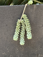 Sedum burrito