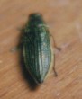 Chrysesthes auronotata