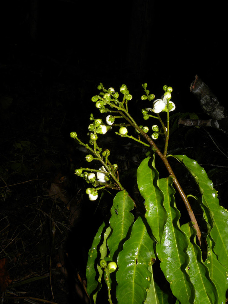 Lecythis mesophylla