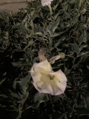 Datura wrightii