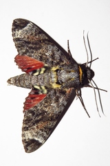 Tetrachroa edwardsi