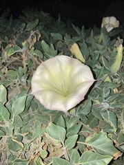 Datura wrightii