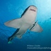 Sharks - Photo (c) stephencoutts, some rights reserved (CC BY-NC)