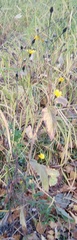 Picris japonica kamtschatica