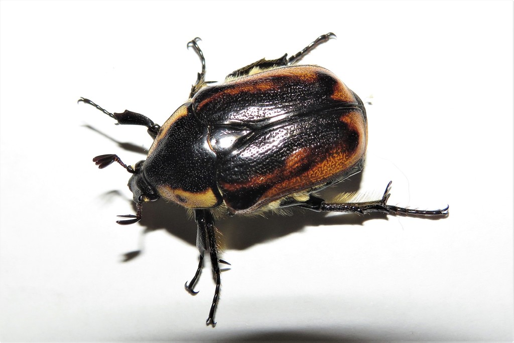 Cowboy Beetle from Wallaga Lake NSW 2546, Australia on December 22 ...