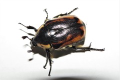 Chondropyga dorsalis
