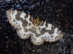 Gandaritis evanescens