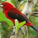 Brazilian Tanager - Photo (c) Marinês Eiterer, some rights reserved (CC BY-NC), uploaded by Marinês Eiterer