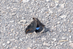 Ischyja ferrifracta