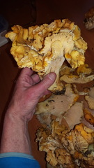 Cantharellus cascadensis