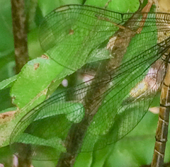 Gynacantha usambarica