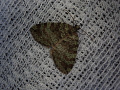 Hydriomena furcata
