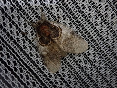 Peridea rotundata