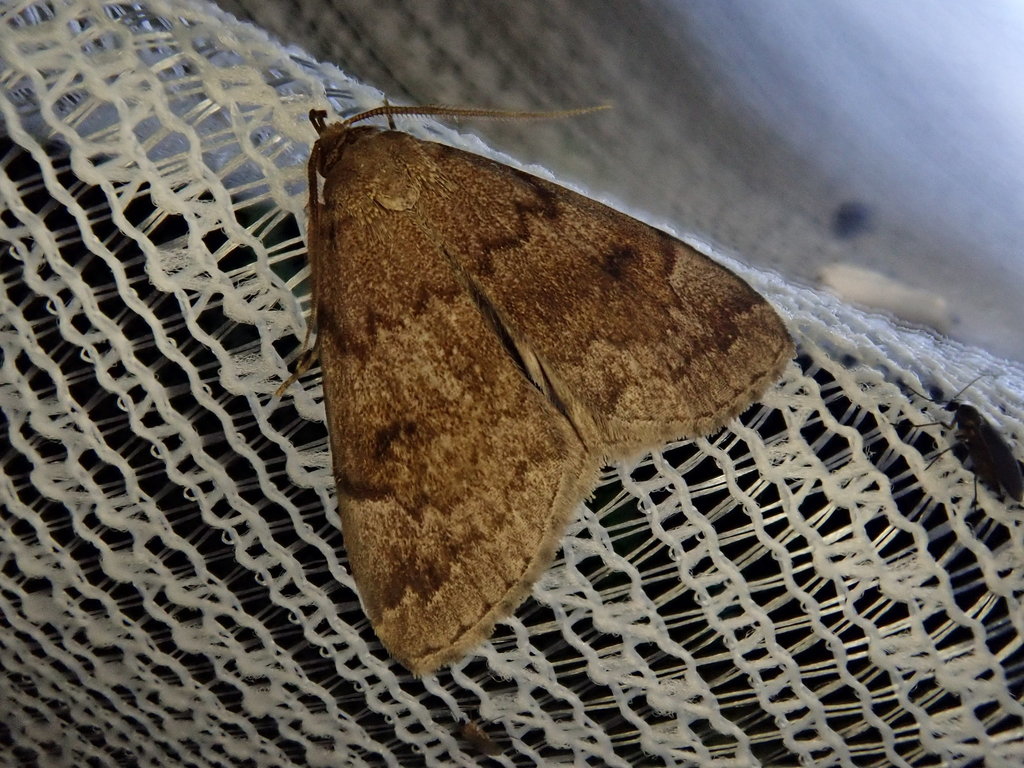 Zanclognatha lilacina
