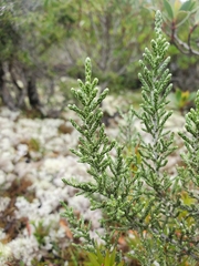 Ozothamnus hookeri