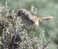 Pyrrholaemus brunneus