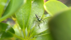 Cosmophasis thalassina